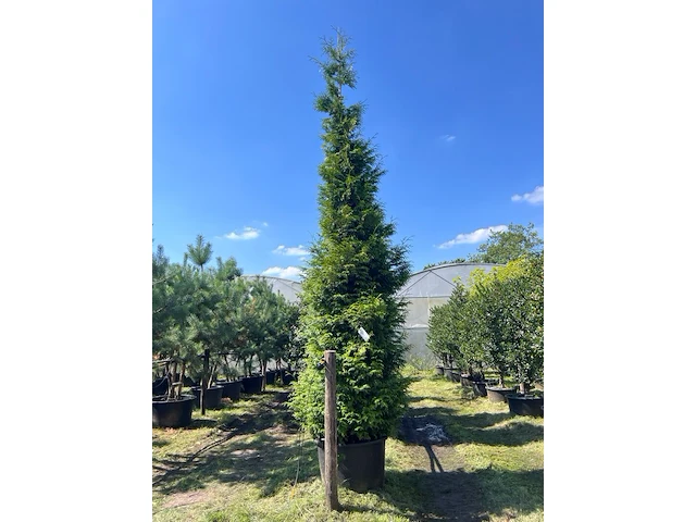 Conifeer, thuja 'gelderland', haagplant, wintergroen, ca. 400-450 cm hoog - afbeelding 2 van  2