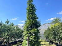 Conifeer, thuja 'gelderland', haagplant, wintergroen, ca. 400-450 cm hoog - afbeelding 2 van  2