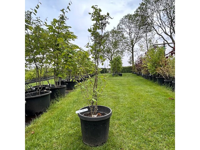 Cornus mas (gele kornoelje) - afbeelding 1 van  1