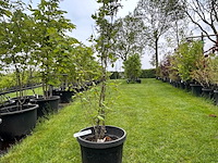 Cornus mas (gele kornoelje) - afbeelding 1 van  1