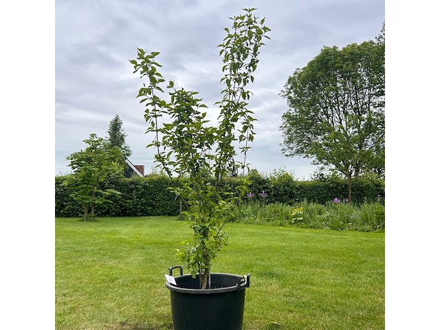 Cornus mas (gele kornoelje) - afbeelding 1 van  2