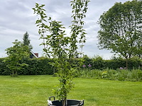 Cornus mas (gele kornoelje) - afbeelding 1 van  2