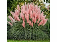 Cortaderia selloana( pampasgras roze) - planten in pot (24x) - afbeelding 2 van  2