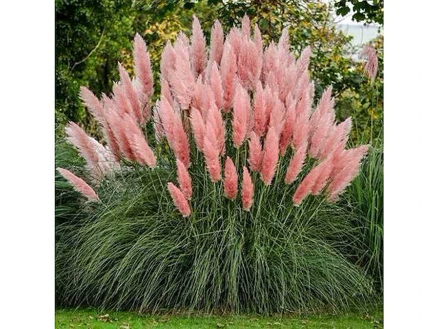 Cortaderia selloana( pampasgras roze) - planten in pot (24x) - afbeelding 2 van  2