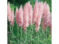 Cortaderia selloana( pampasgras roze) - planten in pot (24x)