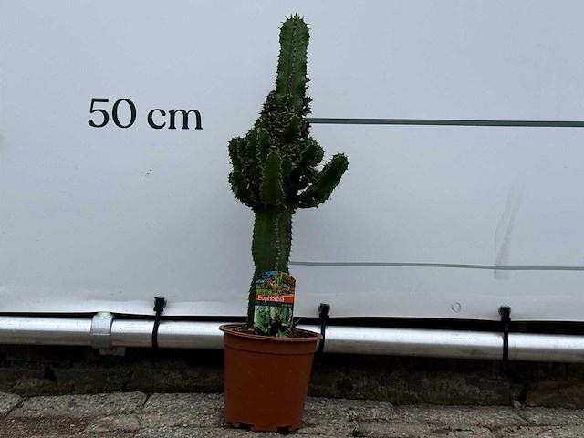 Cowboycactus - euphorbia eritrea - hoogte ca. 60 cm - afbeelding 2 van  7