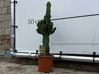 Cowboycactus - euphorbia eritrea - hoogte ca. 60 cm - afbeelding 4 van  7
