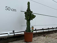 Cowboycactus - euphorbia eritrea - hoogte ca. 60 cm - afbeelding 5 van  7