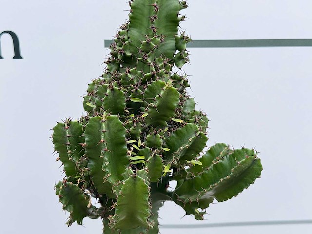 Cowboycactus - euphorbia eritrea - hoogte ca. 60 cm - afbeelding 6 van  7