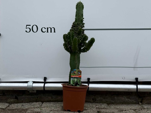 Cowboycactus - euphorbia eritrea - hoogte ca. 60 cm - afbeelding 1 van  7