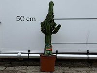 Cowboycactus - euphorbia eritrea - hoogte ca. 60 cm - afbeelding 1 van  7