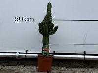 Cowboycactus - euphorbia eritrea - hoogte ca. 60 cm - afbeelding 2 van  7