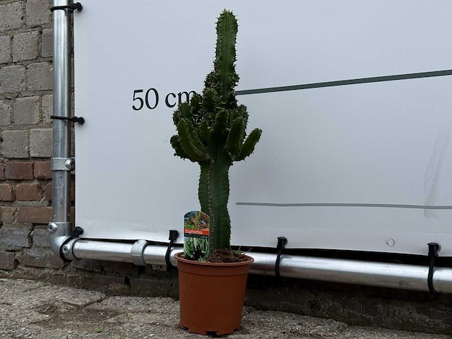 Cowboycactus - euphorbia eritrea - hoogte ca. 60 cm - afbeelding 3 van  7