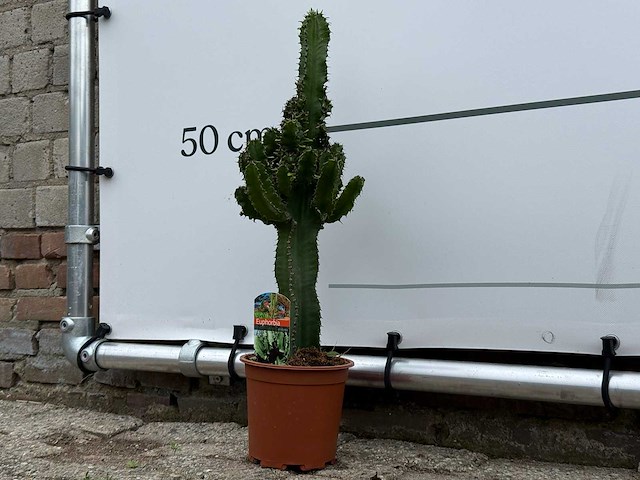 Cowboycactus - euphorbia eritrea - hoogte ca. 60 cm - afbeelding 4 van  7