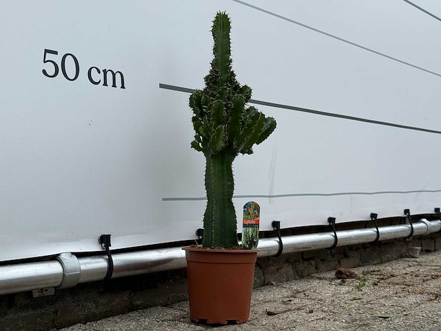 Cowboycactus - euphorbia eritrea - hoogte ca. 60 cm - afbeelding 5 van  7