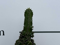Cowboycactus - euphorbia eritrea - hoogte ca. 60 cm - afbeelding 7 van  7