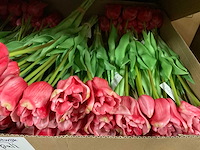 Creativity kunsttulpen - afbeelding 1 van  4