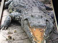 Crocodiles and alligators - afbeelding 3 van  5