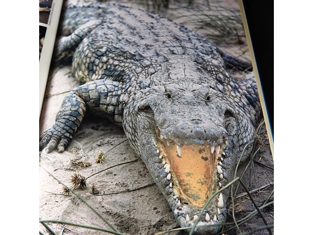 Crocodiles and alligators - afbeelding 3 van  5
