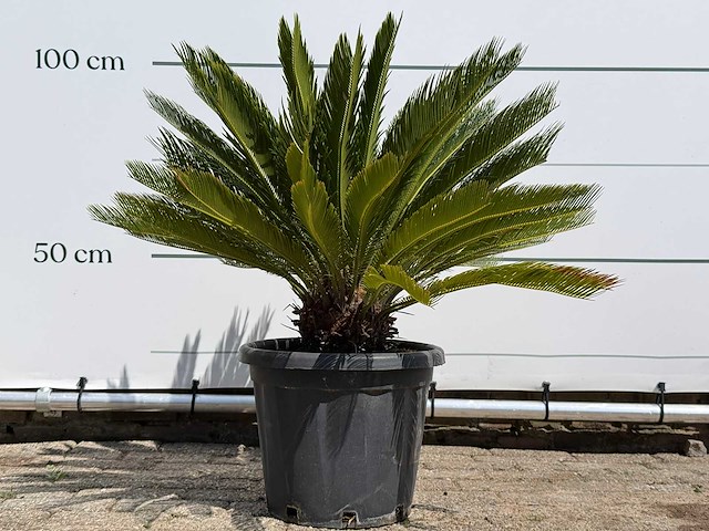 Cycas - cycas revoluta - hoogte ca. 100 cm - afbeelding 1 van  7