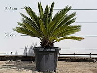 Cycas - cycas revoluta - hoogte ca. 100 cm - afbeelding 1 van  7