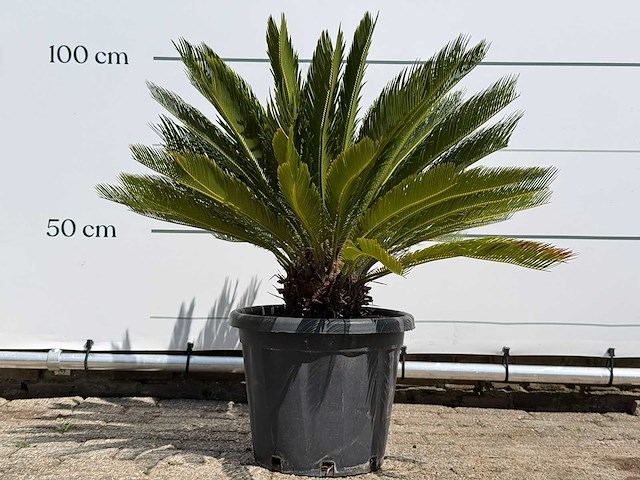 Cycas - cycas revoluta - hoogte ca. 100 cm - afbeelding 2 van  7