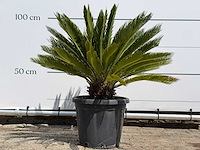 Cycas - cycas revoluta - hoogte ca. 100 cm - afbeelding 2 van  7