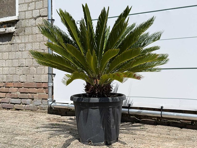 Cycas - cycas revoluta - hoogte ca. 100 cm - afbeelding 3 van  7