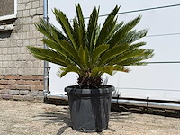Cycas - cycas revoluta - hoogte ca. 100 cm - afbeelding 3 van  7