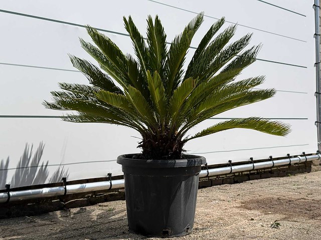 Cycas - cycas revoluta - hoogte ca. 100 cm - afbeelding 4 van  7