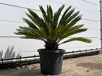 Cycas - cycas revoluta - hoogte ca. 100 cm - afbeelding 4 van  7