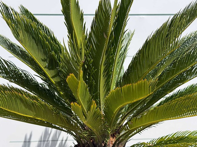 Cycas - cycas revoluta - hoogte ca. 100 cm - afbeelding 5 van  7