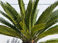 Cycas - cycas revoluta - hoogte ca. 100 cm - afbeelding 5 van  7