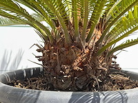 Cycas - cycas revoluta - hoogte ca. 100 cm - afbeelding 6 van  7