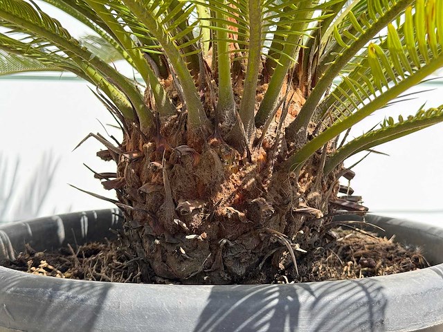 Cycas - cycas revoluta - hoogte ca. 100 cm - afbeelding 7 van  7