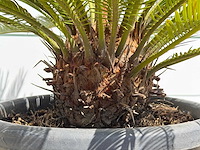 Cycas - cycas revoluta - hoogte ca. 100 cm - afbeelding 7 van  7