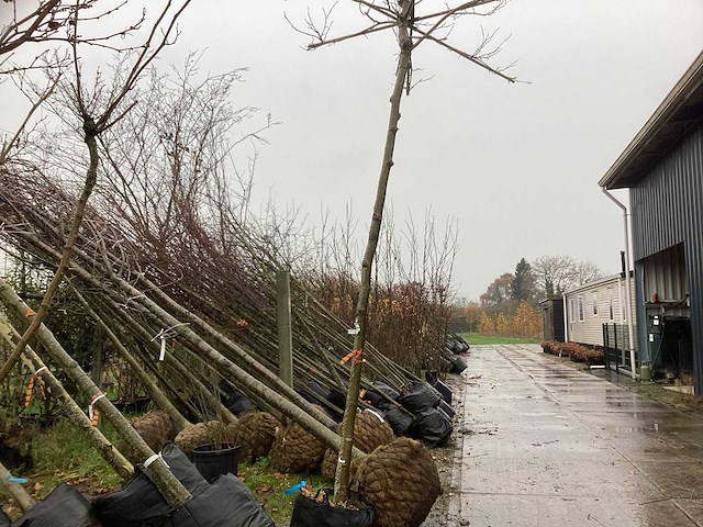 Dak plataan - dakboom (3x) - afbeelding 1 van  2