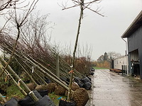 Dak plataan - dakboom (3x) - afbeelding 1 van  2