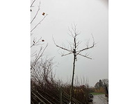 Dak plataan - dakboom (3x) - afbeelding 2 van  2