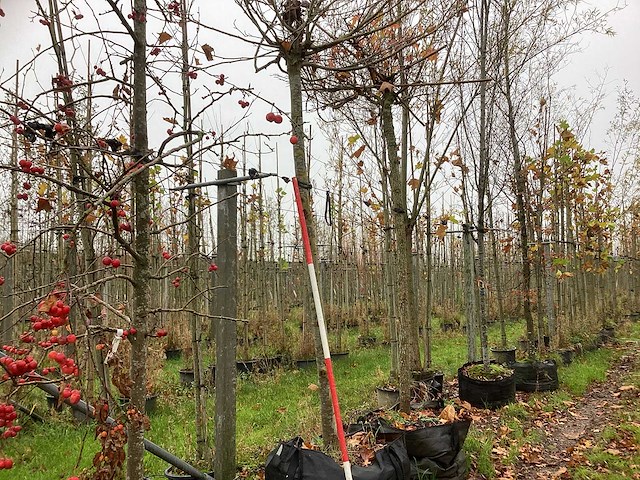 Dak plataan - dakboom - afbeelding 1 van  3