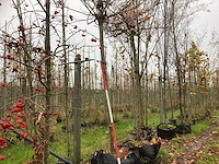 Dak plataan - dakboom - afbeelding 1 van  3