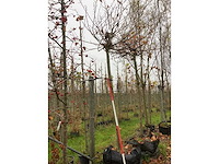 Dak plataan - dakboom - afbeelding 2 van  3