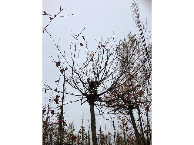 Dak plataan - dakboom - afbeelding 3 van  3