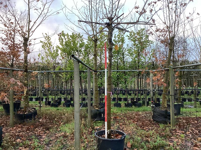 Dak plataan - dakboom - afbeelding 1 van  2