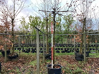 Dak plataan - dakboom - afbeelding 1 van  2