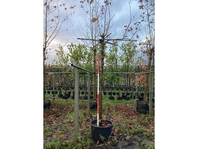 Dak plataan - dakboom - afbeelding 2 van  2