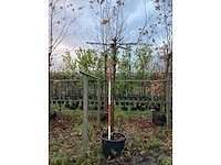 Dak plataan - dakboom - afbeelding 2 van  2