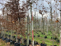 Dak plataan - dakboom - afbeelding 1 van  3