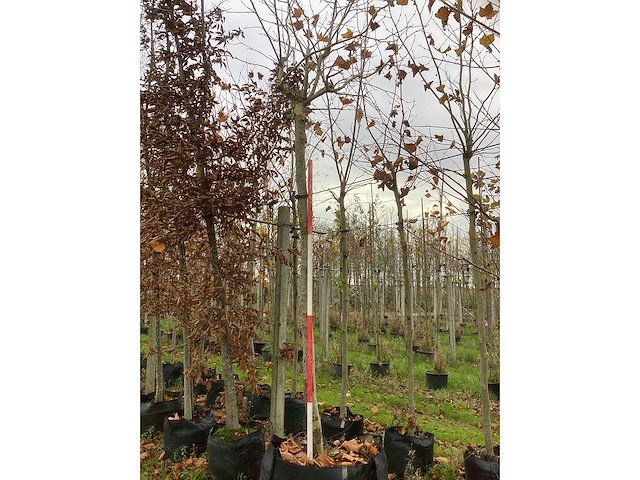 Dak plataan - dakboom - afbeelding 2 van  3