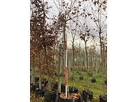 Dak plataan - dakboom - afbeelding 2 van  3